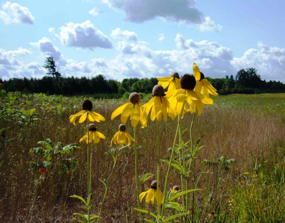 Yellow Coneflower